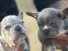 Reduced French bulldogs for sale dwkc Registered