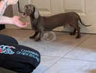 Rehome 2 miniature dachshunds
