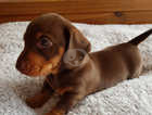 Miniature dachshund chocolate and tan