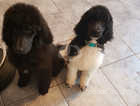 READ TO GO Only 2 Standard poodle  pups left
