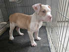 600 STILL available now 11 weeks old puppies Staffy cross bulldog ready to leave