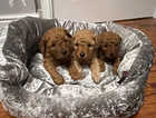 Beautiful Kc 2 Fox Red 1 Apricot toy poodles