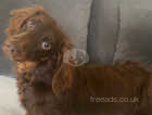 Miniature dachshund chocolate long haired