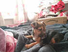 STUNNING TERRIER MIX LITTER, BORDER/JACK WITH A HINT OF CHI