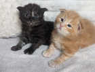 2 mainecoon x ragdoll RESERVED,