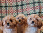 Beautiful Cavachon puppies