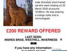 Lost cat