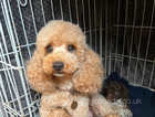 Toy poodle puppies ONE PUPPY REMAINING