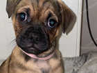 Gorgeous puppies ready to leave now