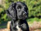 6 month old cocker spaniel.
