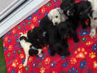 9 beautiful puppies looking for forever homes