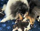 Tri Coloured Male & Female Rough Collie Puppies