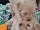 Beautiful labradoodle puppies for sale