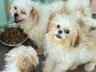 Maltese/shihtzu