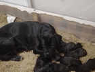 Full bred Cane Corso pups looking their forever homes. ASAP  West Yorkshire based