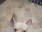 7 month old french bulldog