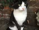 Missing cat!