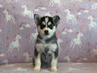 Genuine small Pomsky puppies for sale