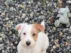 Stunning Jack Russell male