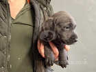 Last Charcoal Male Labrador Pups - KC Reg