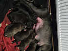Staffordshire bull terrier pups people pictures on as well