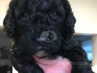 Flossie has had her first and will be her only litter of five beautiful pure mini poodle pups..Born 23 /3/24