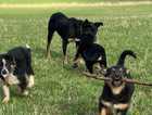 Agility / Sheepdog Trials Prospect Pups