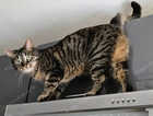 Lost grey tabby cat Mimi