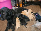 PRICE REDUCED, READY TO LEAVE NOW labrador pups for sale