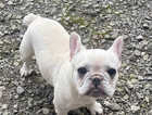 French Bulldog platinum male 6 m with full KC in Stockport
