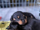 5 Female Rottweiler Puppies - available form 1st Feb