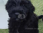 Schnoodle Dogs And Puppies For Sale Freeads Uk