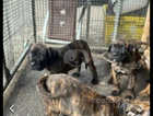 Cane corso x pressa canario pups for sale