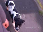 Cane corso x Staffordshire bull terrier