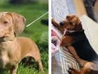 Jack Russell + miniature dachshund