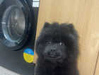 Black male chow chow puppy