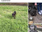 Cane corso puppy