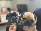 Kc registered French bulldog puppies