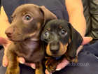 Dachshunds puppies