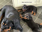 2 8 week old male puppies