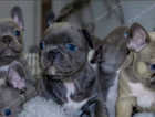 3**awesome French bulldog puppy! New home needed