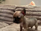 2 Boy French bulldogs for sale