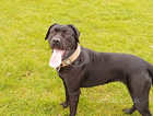 I have three 14mnths dogs one male two female s for rehoming