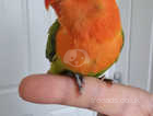 Hand reared Hand tame baby lovebirds