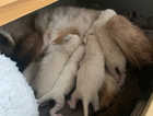 Hi, I have these beautiful ragdoll kittens born on 16/2/2024 they are ready for some one to take to there lovely home