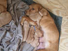 KC Registered Labrador Puppies