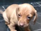 Beautiful rare Miniature Dachshund girl looking for its forever home!