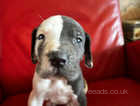 great dane puppies 7 weeks old for sale