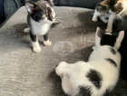 READY NOW Only 2 left to reserve x5 beautiful kittens for sale
