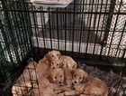 Cockapoo puppies ready to leave